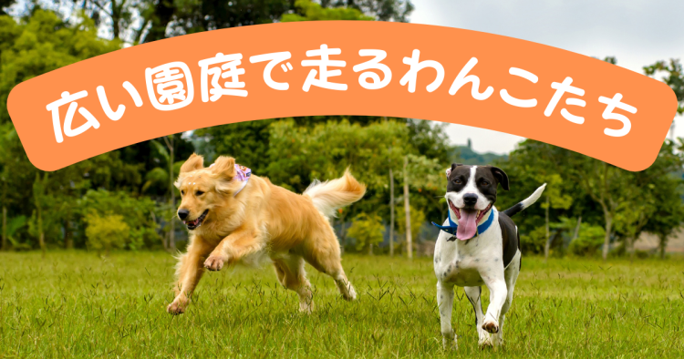 広い園庭で走るわんこたち
